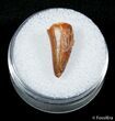 Small Fossil Crocodile Tooth - Tegana Formation #2860-1